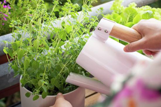 Auf dem Balkon Kräuter ziehen – auch das hilft, den Kopf frei zu bekommen, gerade in Krisenzeiten. 