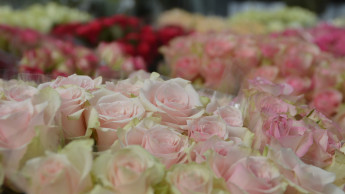 Wetter sorgt für gutes Muttertagsgeschäft im Blumengroßhandel
