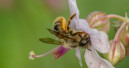 Toom startet Aktion für Wildbienen