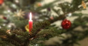 Preise für Weihnachtsbäume steigen moderat