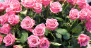Denkwürdiger Muttertag 2020 im Blumenhandel