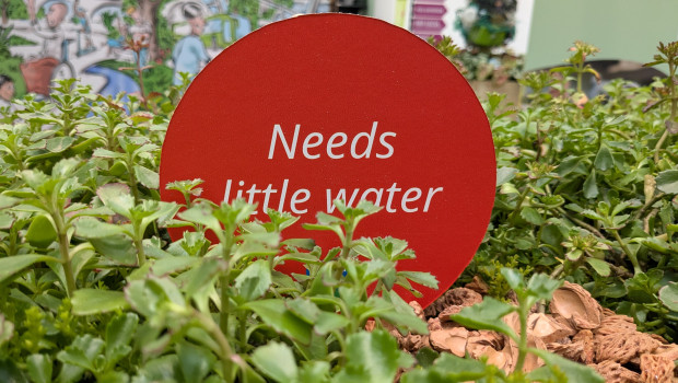 Angesichts des Klimawandels werden wassersparende Pflanzen zunehmend wichtiger für Hobbygärtnerinnen und Gärtner.