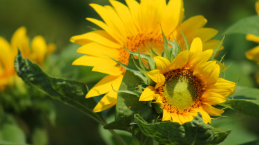 Sommer-Deko für Garten, Terrasse und Balkon