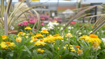 Garten und Heimtier bleiben im Juni im Minus