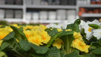 Garten und Heimtier weiterhin im Minus