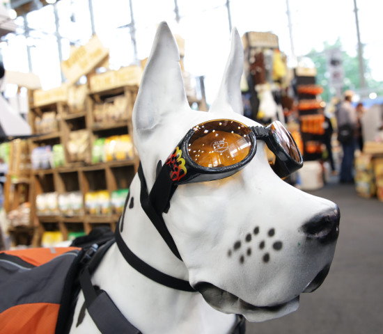Hunde auf der Interzoo
