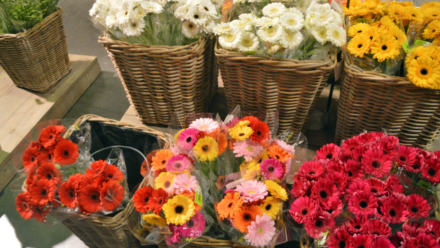 Als problematisch empfindet der BGI die sinkenden Anbaumengen von in Deutschland produzierten Blumen.