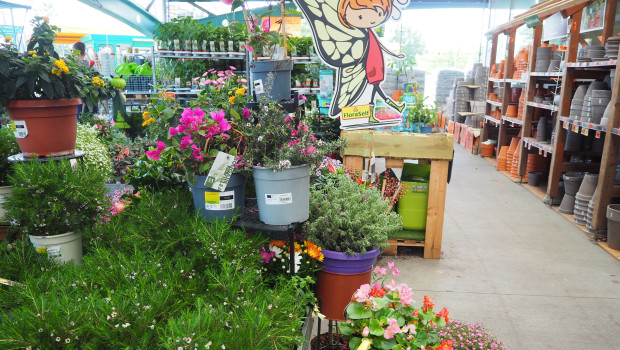 Hornbach hat einige insektenfreundliche Pflanzen im Sortiment, darunter – so der Vorwurf – aber auch invasive Arten.&nbsp;