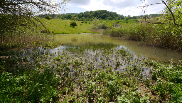 Der renaturierte Gipssteinbruch bietet Schutz für 110 Pflanzen-, 23 Schmetterlings-, 28 Libellen- und 17 Heuschreckenarten.