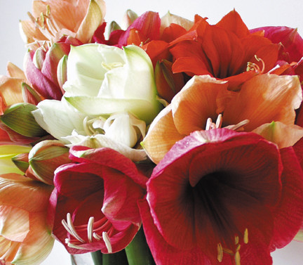 Amaryllis