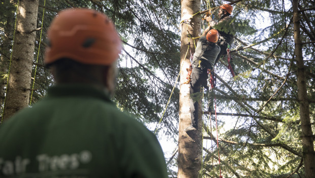 Die Zapfen werden in bis zu 30 Metern Höhe geerntet.&nbsp;
