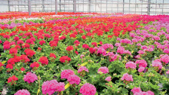 Blühende Großflächen