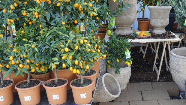 Der französische Gartenfachhandel hat seine Umsätze im Corona-Jahr 2020 trotz starker Schwankungen steigern können. Der französische Gartenfachhandel hat seine Umsätze im Corona-Jahr 2020 trotz starker Schwankungen steigern können.