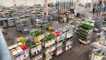 Pieter Bootsma kehrt zu Royal Flora Holland zurück