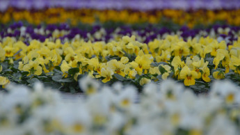 Zierpflanzenbau will „grüner“ werden Zierpflanzenbau will „grüner“ werden