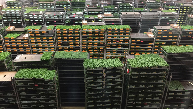 Beim Versand seiner Jungpflanzen arbeitet Selecta nun teilweise mit Landgard zusammen.&nbsp;