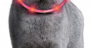 Leuchthalsband für Katzen