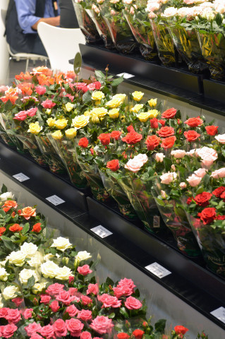 Das Rosen-Angebot auf der IPM war breit gefächert.