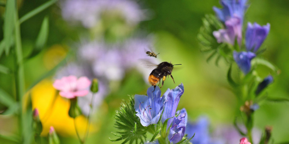 Nützlinge mögen Vielfalt. Die Mehrheit der Hobbygärtner sagt, dass ihnen das wichtig ist.&nbsp;