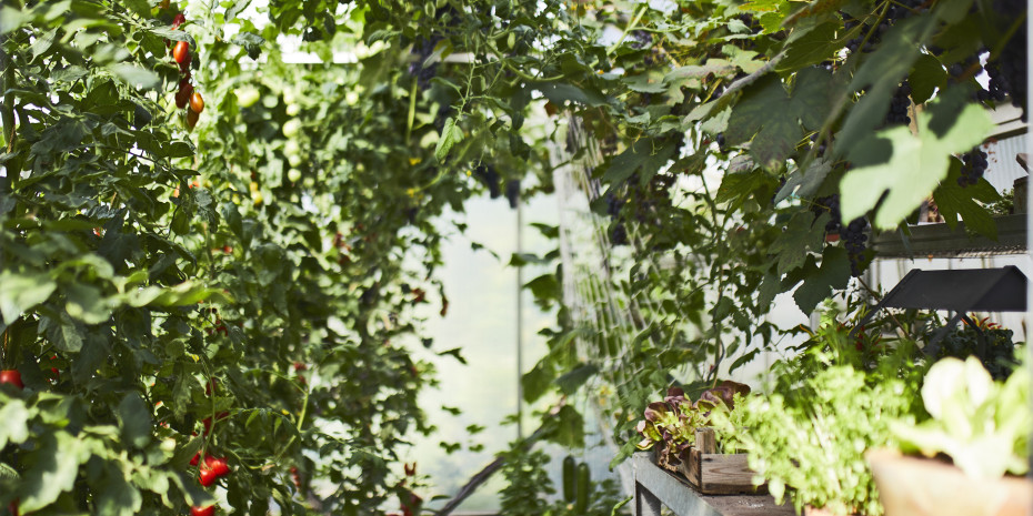 Compo reagiert auf die Cannabislegalisierung:&nbsp;Nachdem die Regierung ihre Offenheit für eine Legalisierung signalisiert hatte, habe Compo sich dem Thema ebenfalls gewidmet,&nbsp;sagt Stephan Engster, CEO von Compo.