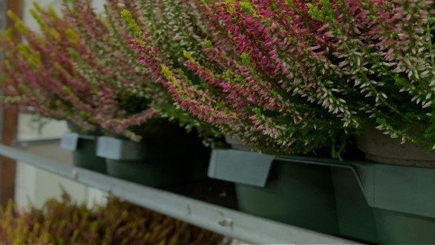 Mit Mehrwegtrays will Bellaflora künftig Plastikmüll einsparen. Mit Mehrwegtrays will Bellaflora künftig Plastikmüll einsparen.