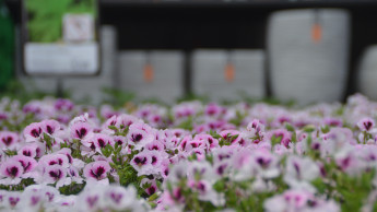 Garten und Heimtier mit Minus auch im Mai