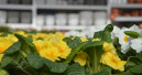 Garten und Heimtier weiterhin im Minus