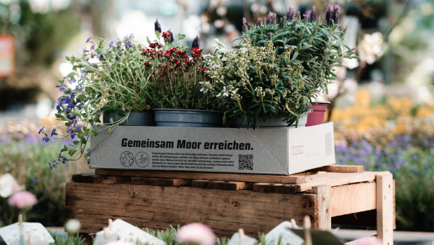 Die Paludi-Kartons können Kunden künftig bei Obi zum Pflanzentransport nutzen.