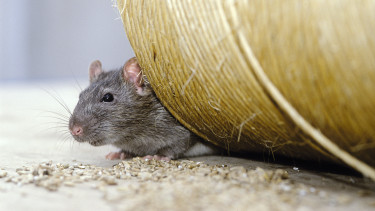 Hersteller stellen sich gegen geplantes Verbot von Ratten-Fraßködern