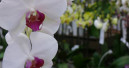 Mehr für Blumen und Pflanzen