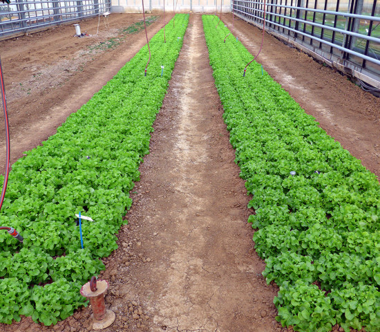 Gewächshausversuch in Weihenstephan. [Bild: Baywa]
