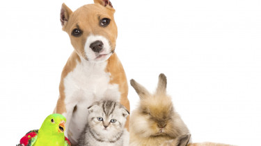 Heimtiermarkt legt weiter zu 