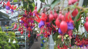 Garten- und Heimtierhandel im Mai wieder rückläufig