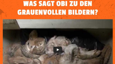 Weiterhin Kleintiere in einzelnen Obi-Märkten