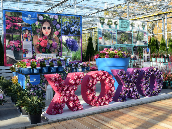 Die Hortensienmarke Endless Summer läuft und läuft. &nbsp;So wird sie aktuell in den Gartencentern präsentiert.&nbsp;