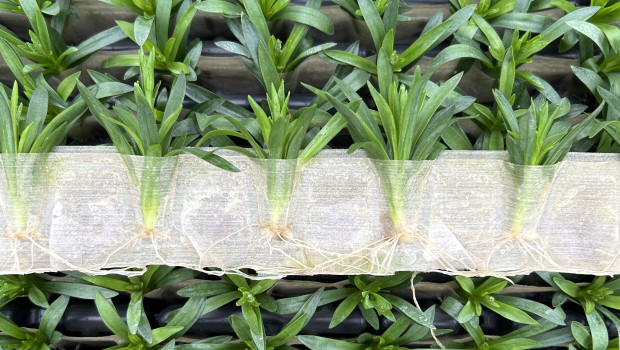 im System "RSC 2.0" werden die Stecklinge substratfrei und in biologisch abbaubaren Papiertaschen produziert.&nbsp;