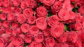 Münchener verschicken die meisten Sträuße am Valentinstag