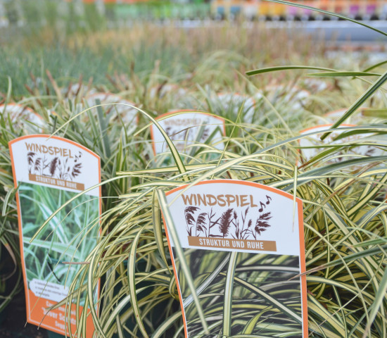 Lüers entwickelt Konzepte&nbsp;fürs Sortiment, beispielsweise&nbsp;für Gräser und Stauden.