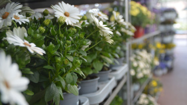 Bereich Garten und Heimtier fällt weiter zurück