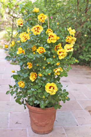 Weltneuheit Eyeconic: „Exotik in Rosenform“.