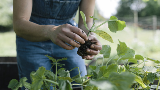 Bei Toom Baumarkt werden ab sofort ausgewählte Pflanzen in Mehrweg-Paletten transportiert.&nbsp;