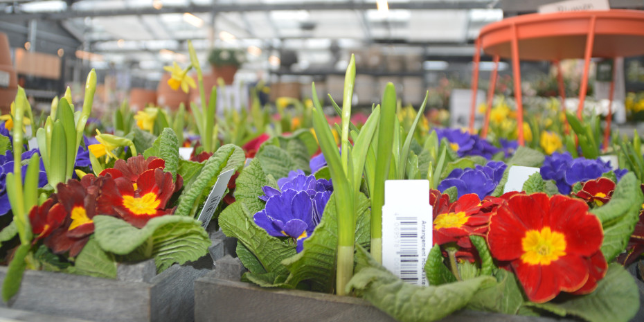 Der Branchencheck vertieft das Thema unter anderem beim Sortiment Zierpflanzen.