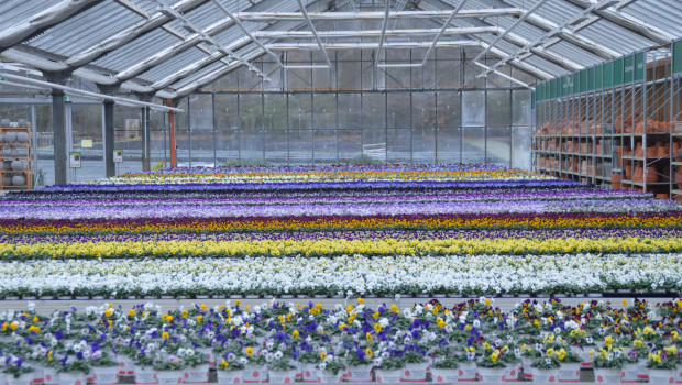 Der Zierpflanzeneinkauf ist eines der Themen, den der neue Branchen-Check Biodiversität vertieft.