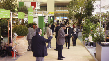 Pflanzen in der Wüste