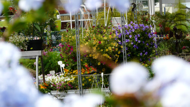 Pflanzen wachsen langsam