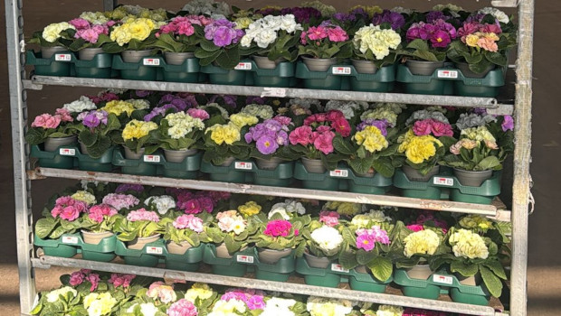 Mit den Mehrwegtrays kann jährlich viel Plastikabfall vermieden werden, betont Jutta Lehmann, Konzerneinkaufsleiterin der Hornbach Baumarkt AG.