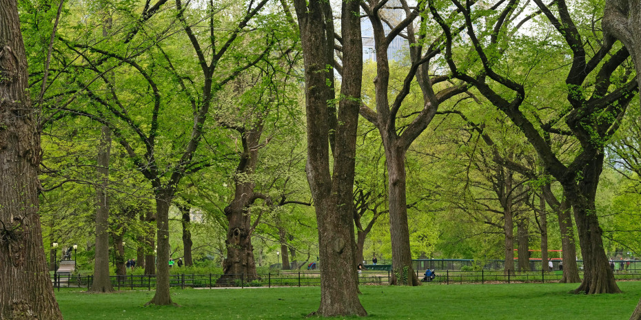 Nur gesunde, lebende Grünflächen bieten positive Effekte, betont die Initiative.