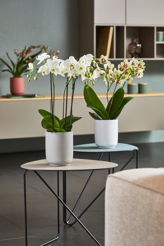 „Calm Retreat“ gestaltet das Wohnumfeld als &nbsp;Rückzugsort.