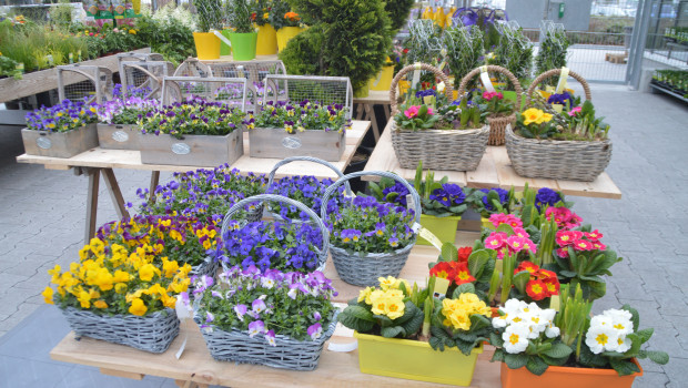 Ein Trend auf dem Pflanzenmarkt geht in Richtung Convenience: Blumenarrangements und bepflanzte Schalen werden beliebter.