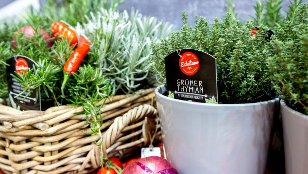 Italienische Kräuter, wie sie auch im Landgard-Konzept Eataliano verwendet werden, waren in der Corona-Krise in Deutschland besonders stark nachgefragt. Italienische Kräuter, wie sie auch im Landgard-Konzept Eataliano verwendet werden, waren in der Corona-Krise in Deutschland besonders stark nachgefragt.